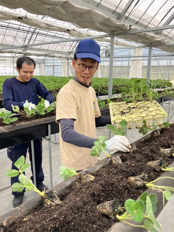 紅ほっぺの定植が完了しました！🌱